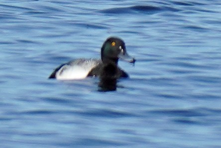 Greater Scaup - Susan Iannucci