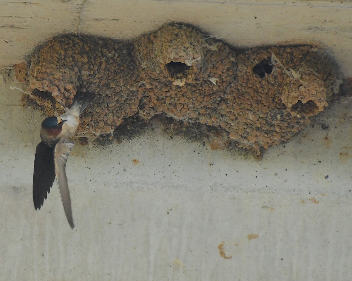 Hirondelle à front blanc - ML596810191