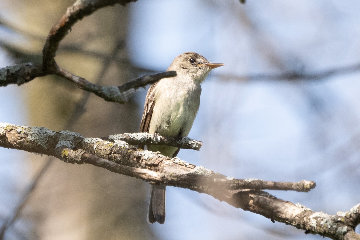 Eastern Wood-Pewee - ML596810741