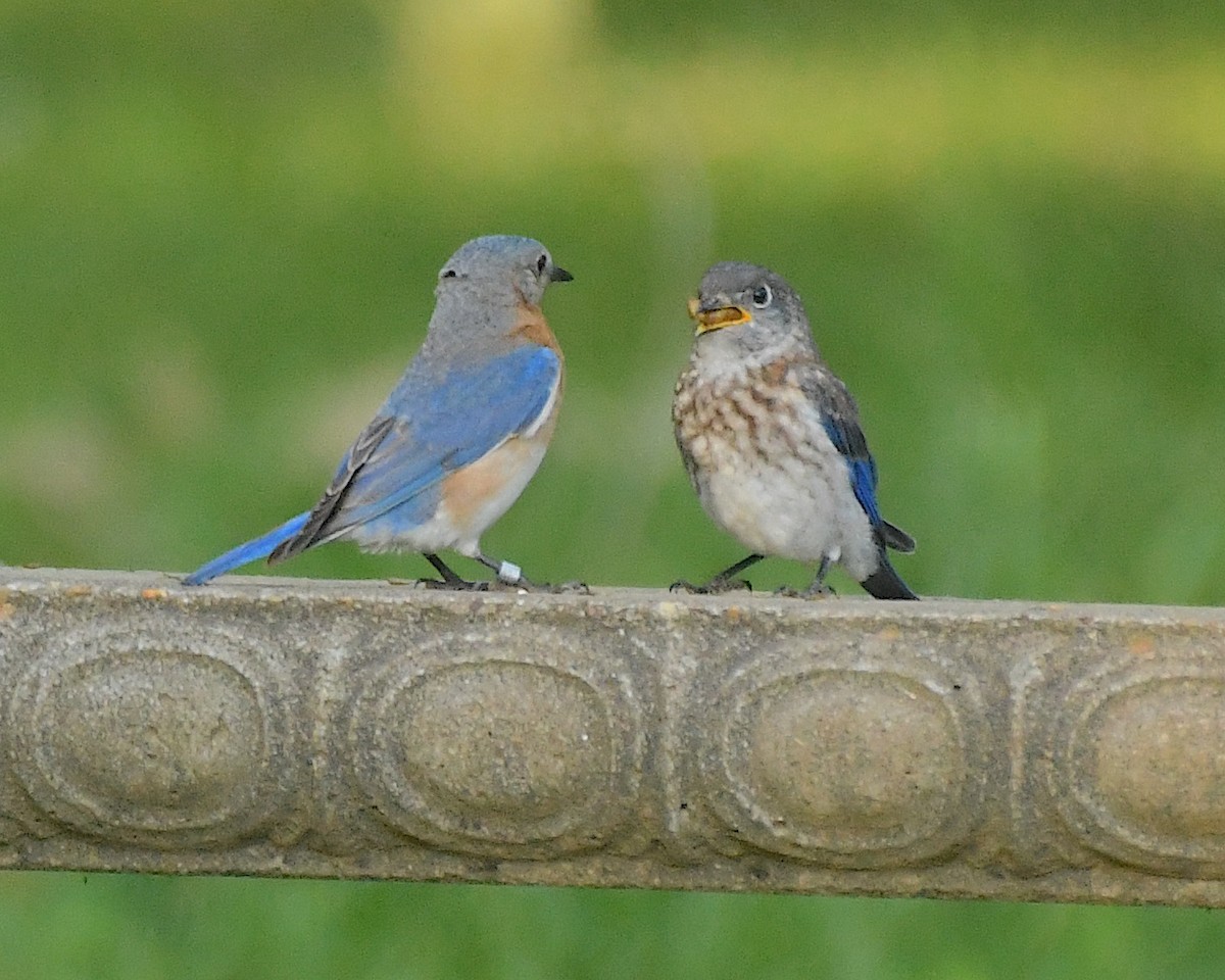 Eastern Bluebird - ML596810911