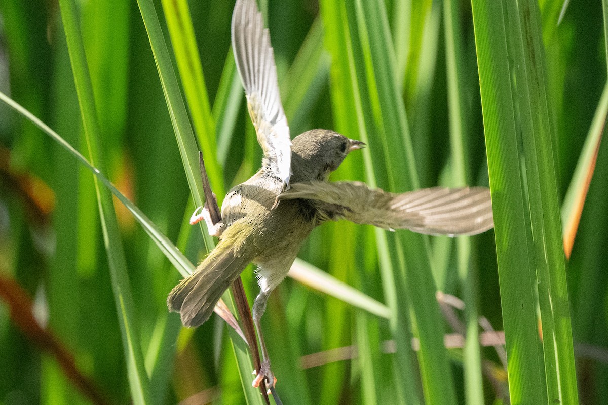 Common Yellowthroat - ML596810991