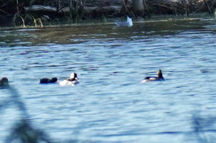 Bufflehead - Susan Iannucci