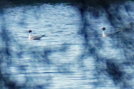 Bonaparte's Gull - Susan Iannucci