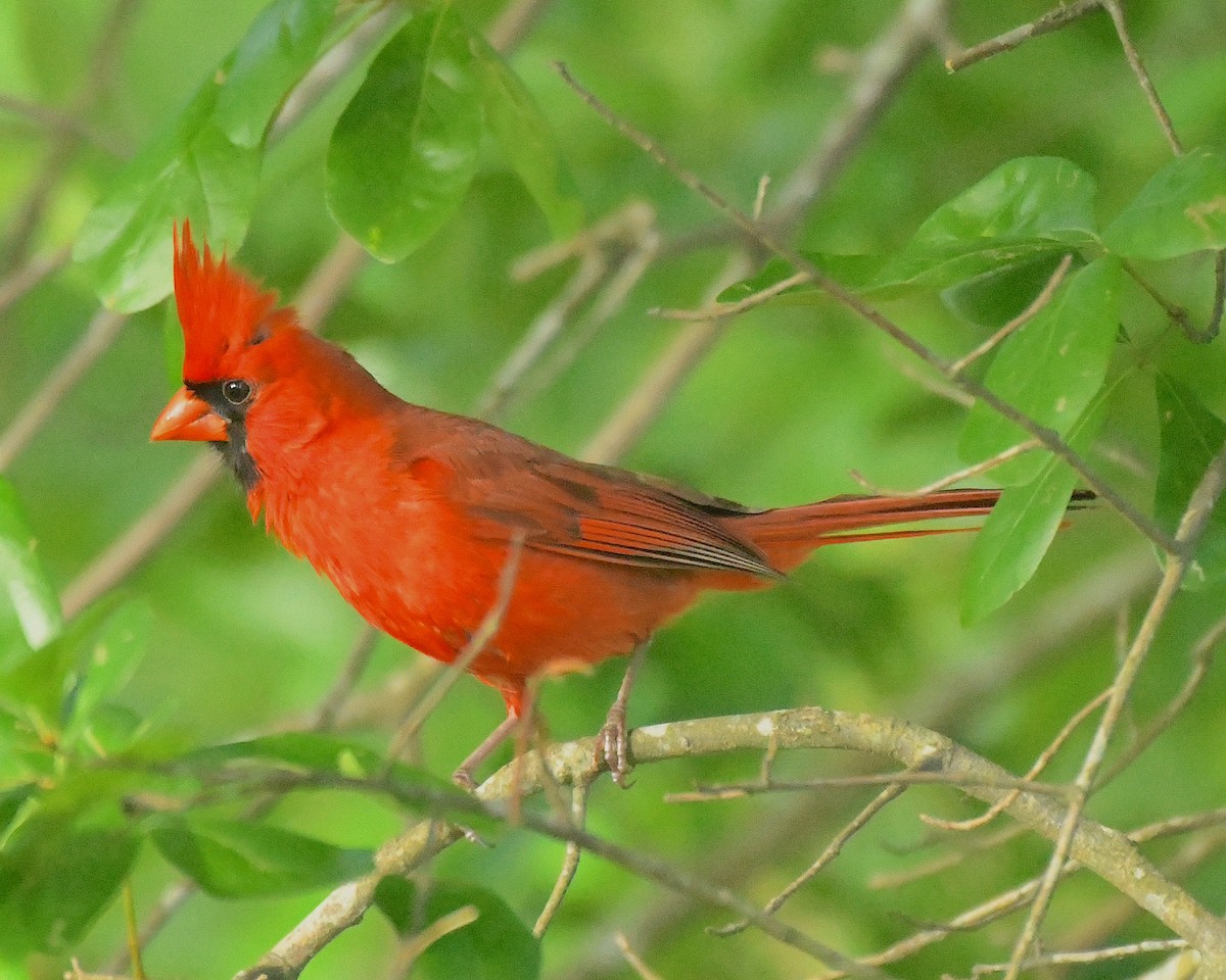 Cardinal rouge - ML596811521