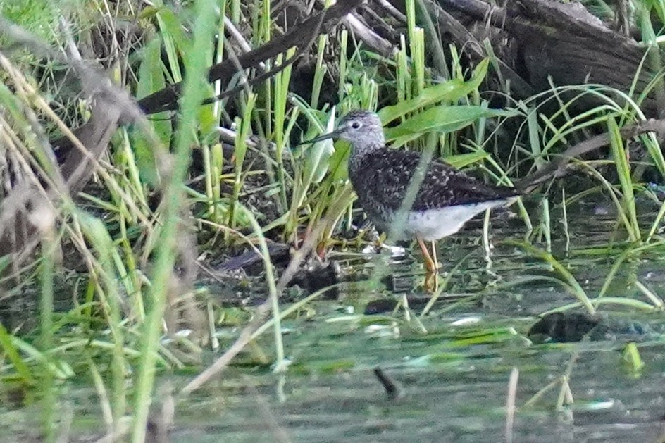 Lesser Yellowlegs - Susan Iannucci