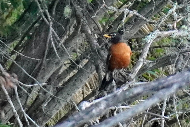 American Robin - Susan Iannucci