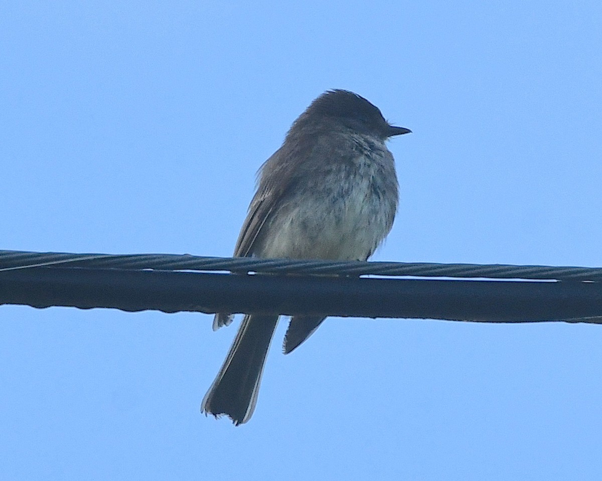 Eastern Phoebe - ML596811951