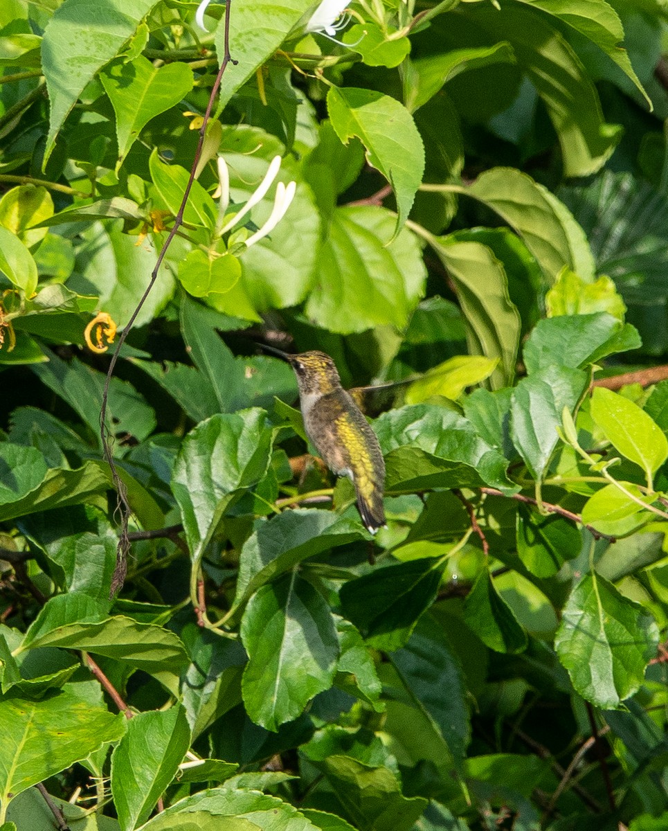 Ruby-throated Hummingbird - Carol Fitzpatrick