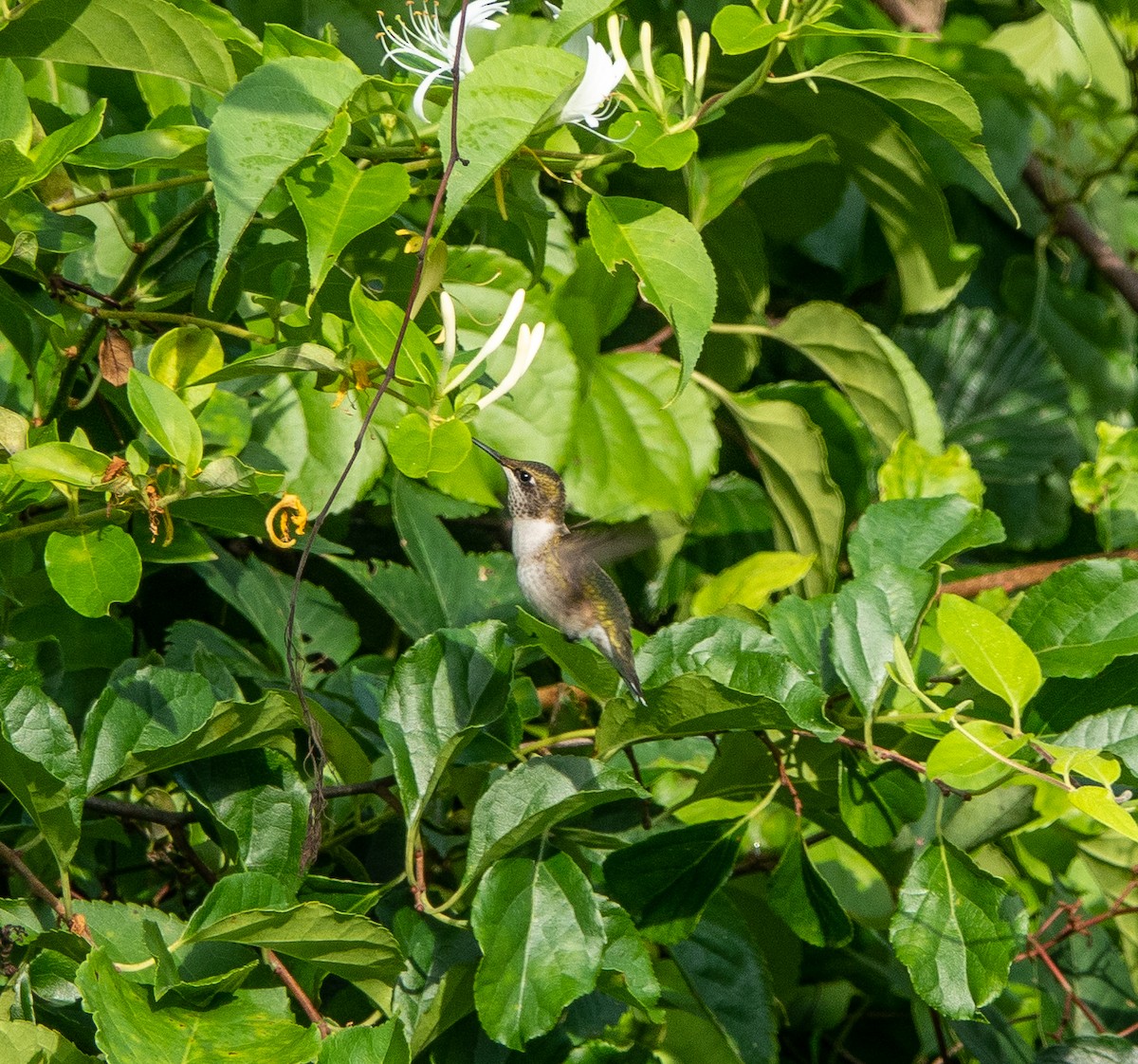 Ruby-throated Hummingbird - Carol Fitzpatrick