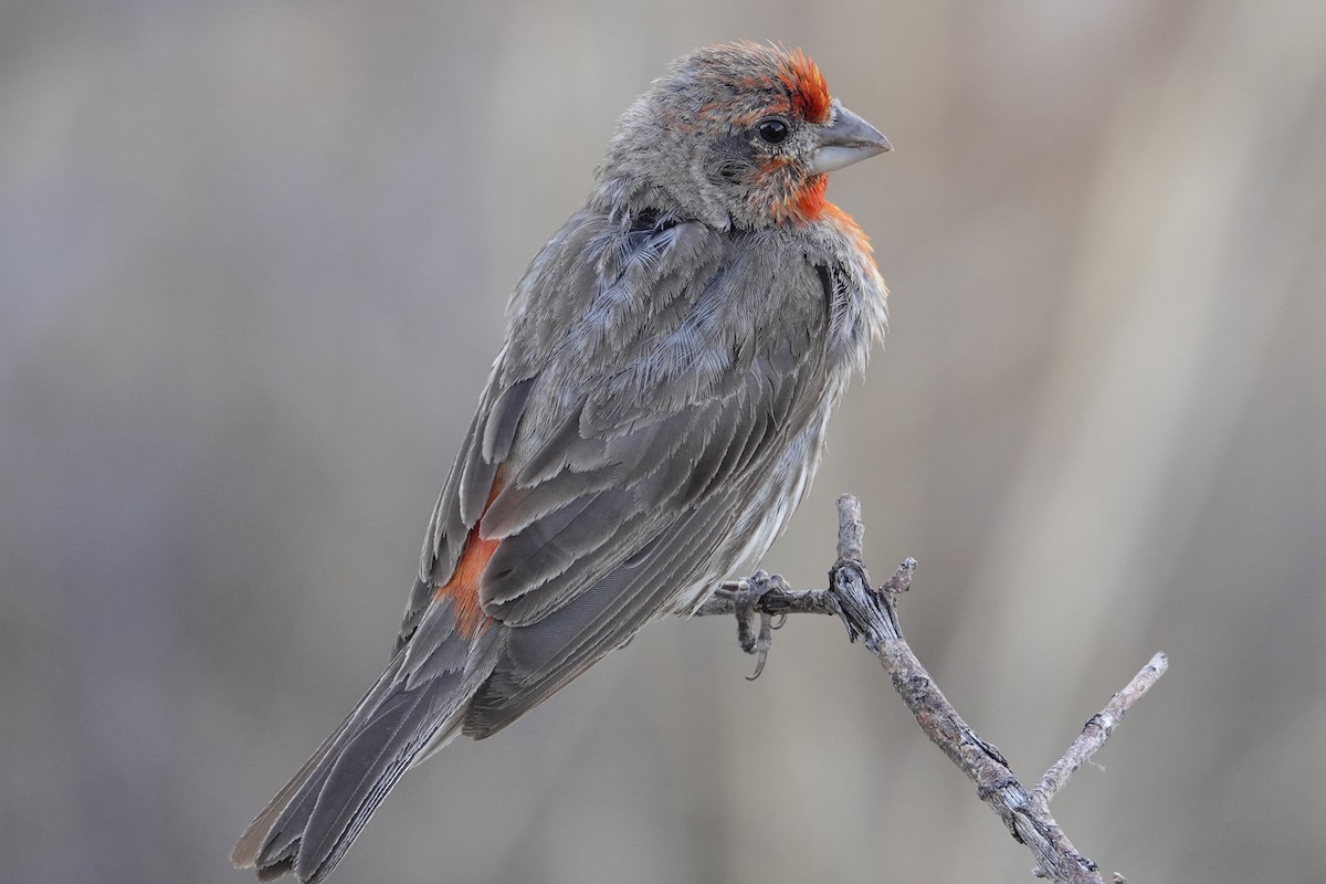 House Finch - ML596812221