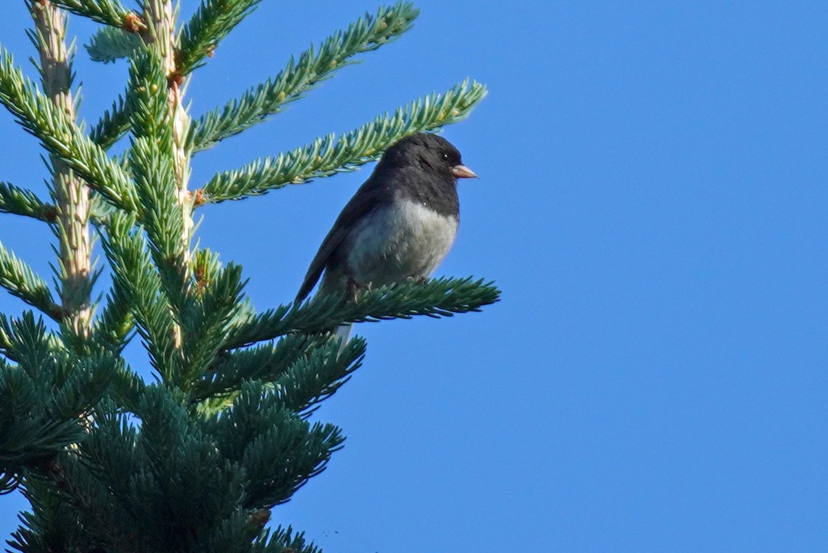 Dark-eyed Junco - Susan Iannucci