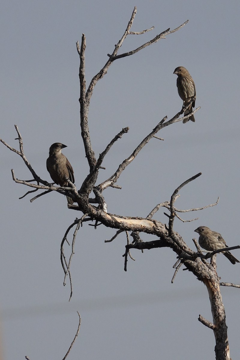 Brown-headed Cowbird - ML596812521