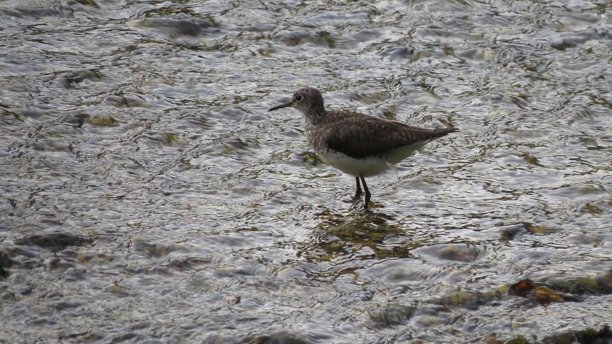 Einsiedelwasserläufer - ML596812871