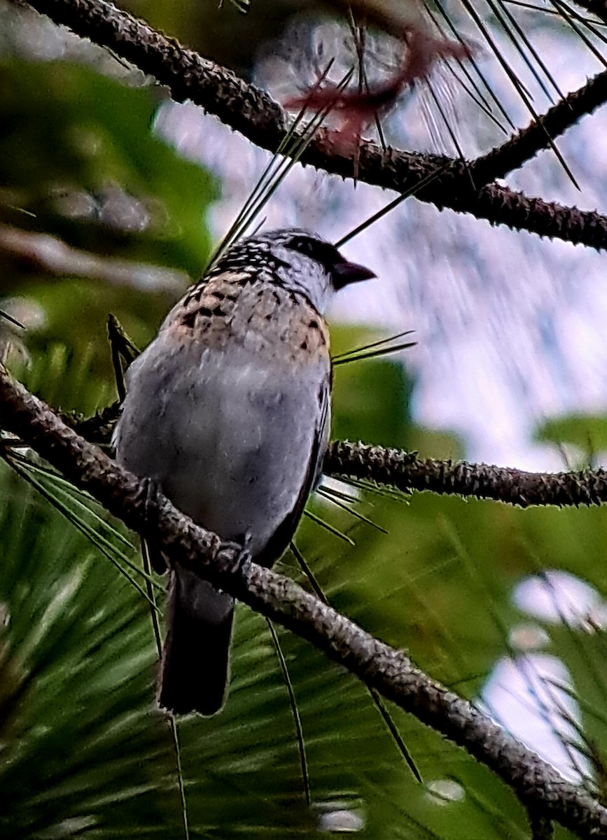 Tangara Grisdorada - ML596813231