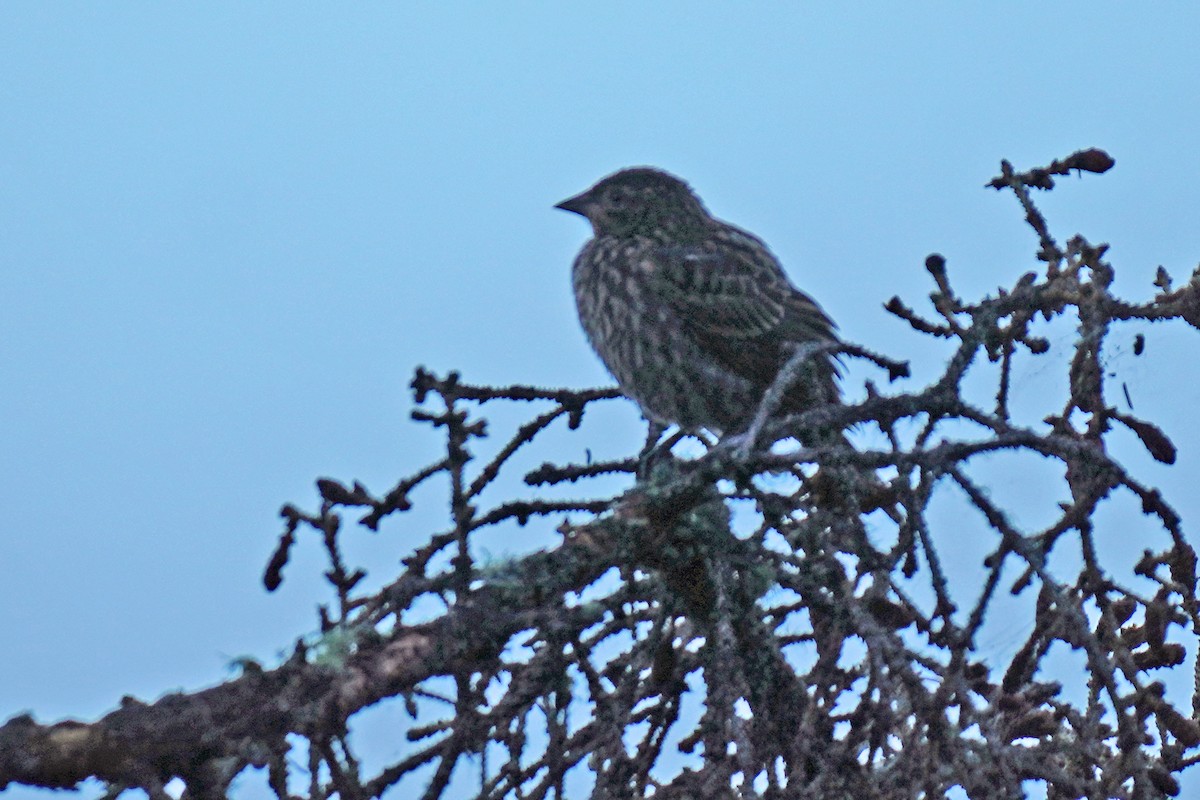 Red-winged Blackbird - ML596813271