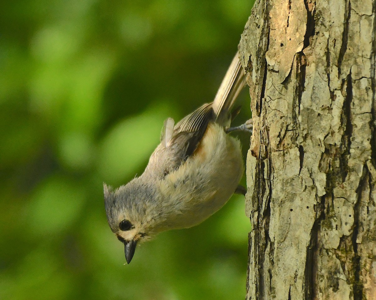 Tufted Titmouse - Ted Wolff