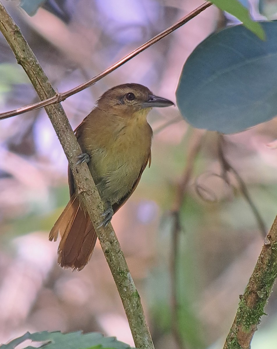 Russet Antshrike - ML596813561