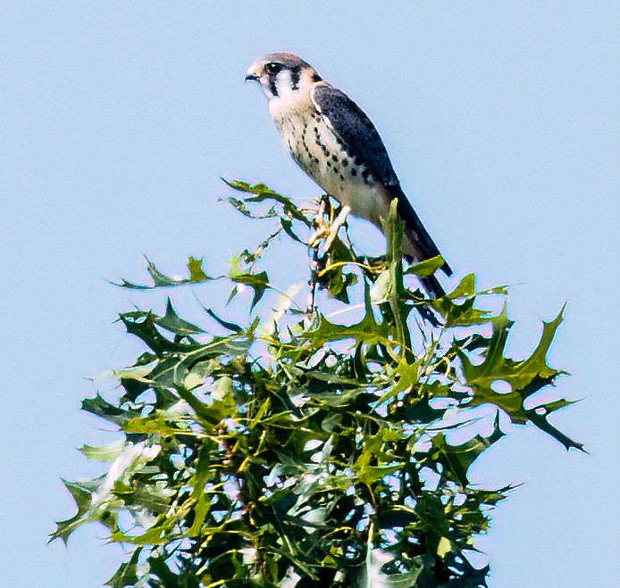 American Kestrel - Debbie Lombardo