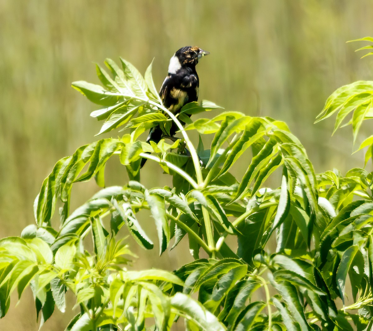 Bobolink - Debbie Lombardo