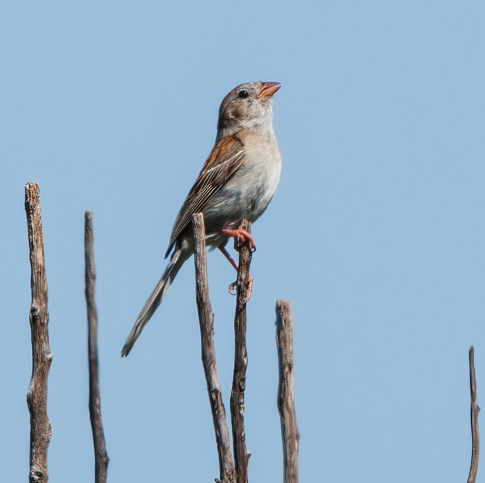 Field Sparrow - Debbie Lombardo