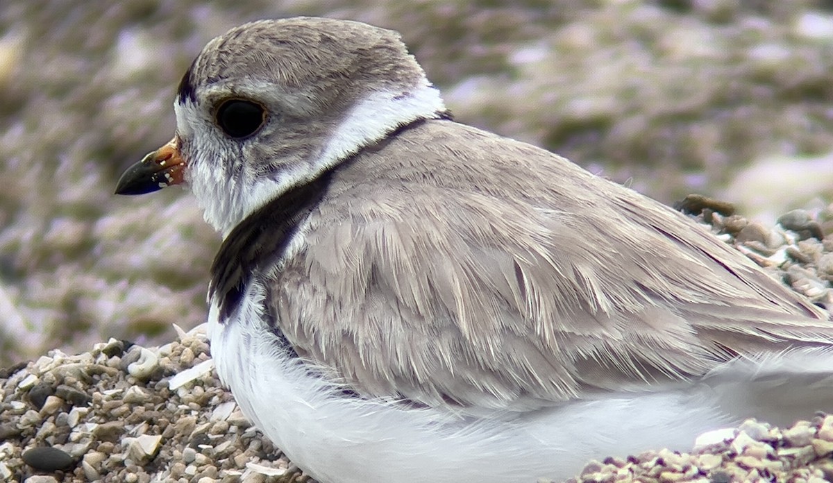 Piping Plover - ML596815231
