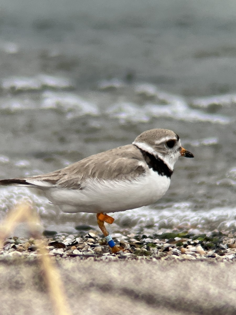 Piping Plover - ML596815241