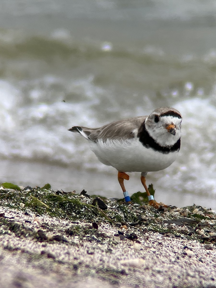 Piping Plover - ML596815251