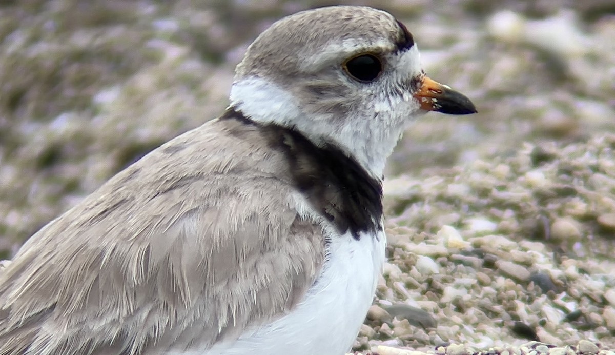 Piping Plover - ML596815261