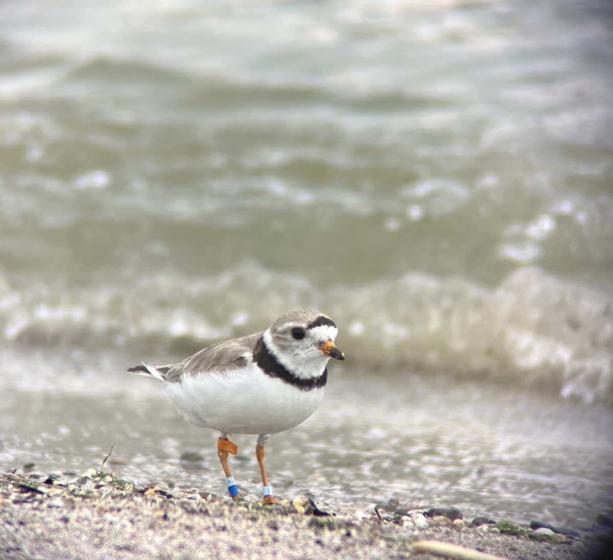 Piping Plover - ML596815271