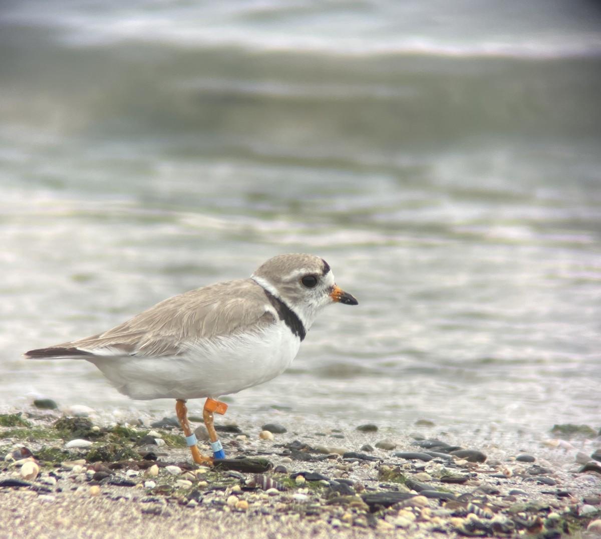 Piping Plover - ML596815281