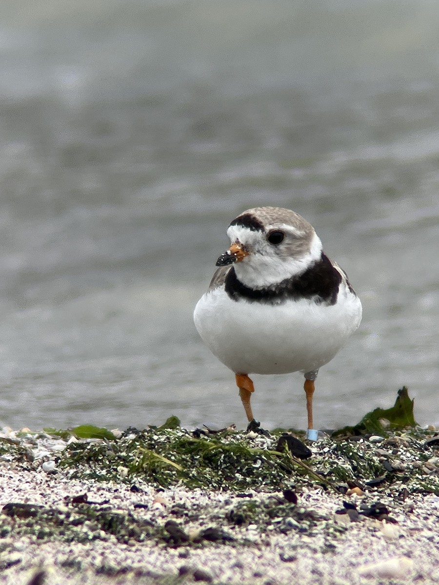 Piping Plover - ML596815291