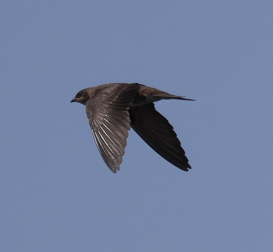 Golondrina Purpúrea - ML596815941