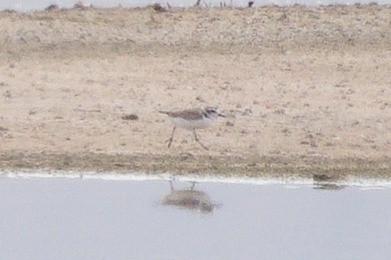 Snowy Plover - Mike Ostrowski