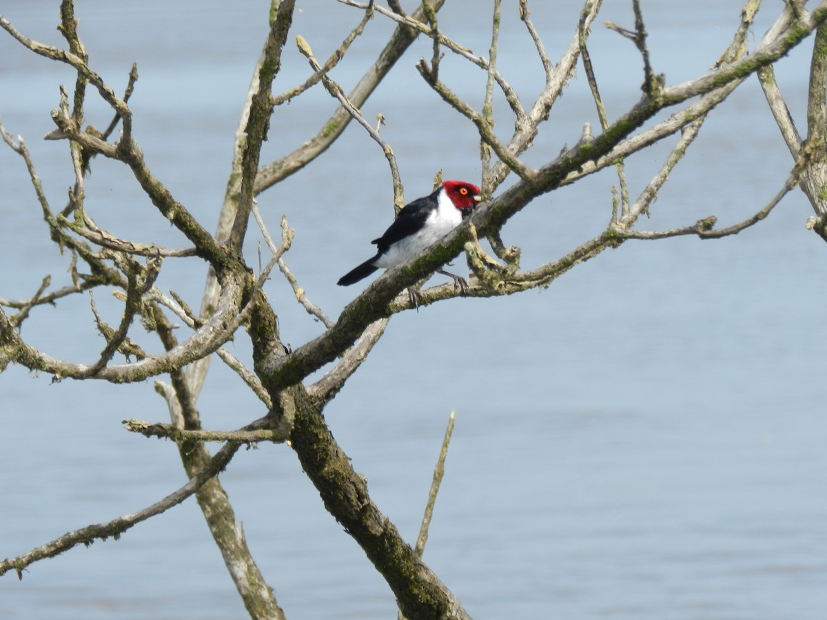 Red-capped Cardinal - ML596816581