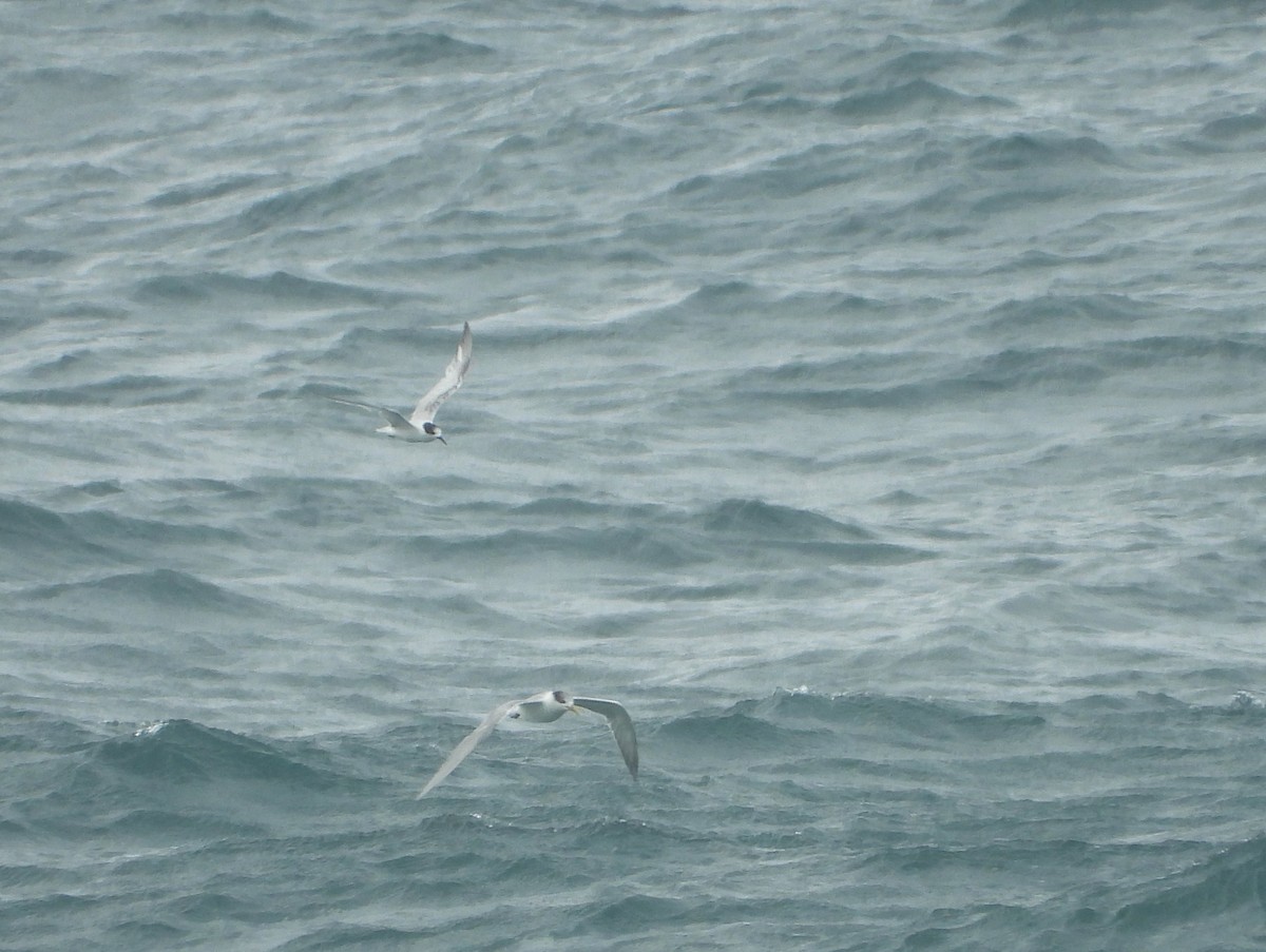 White-fronted Tern - ML596817381