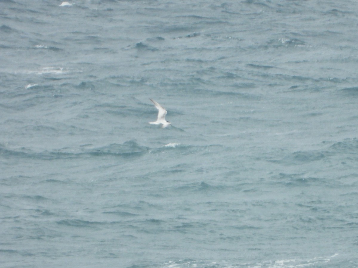 White-fronted Tern - ML596817411