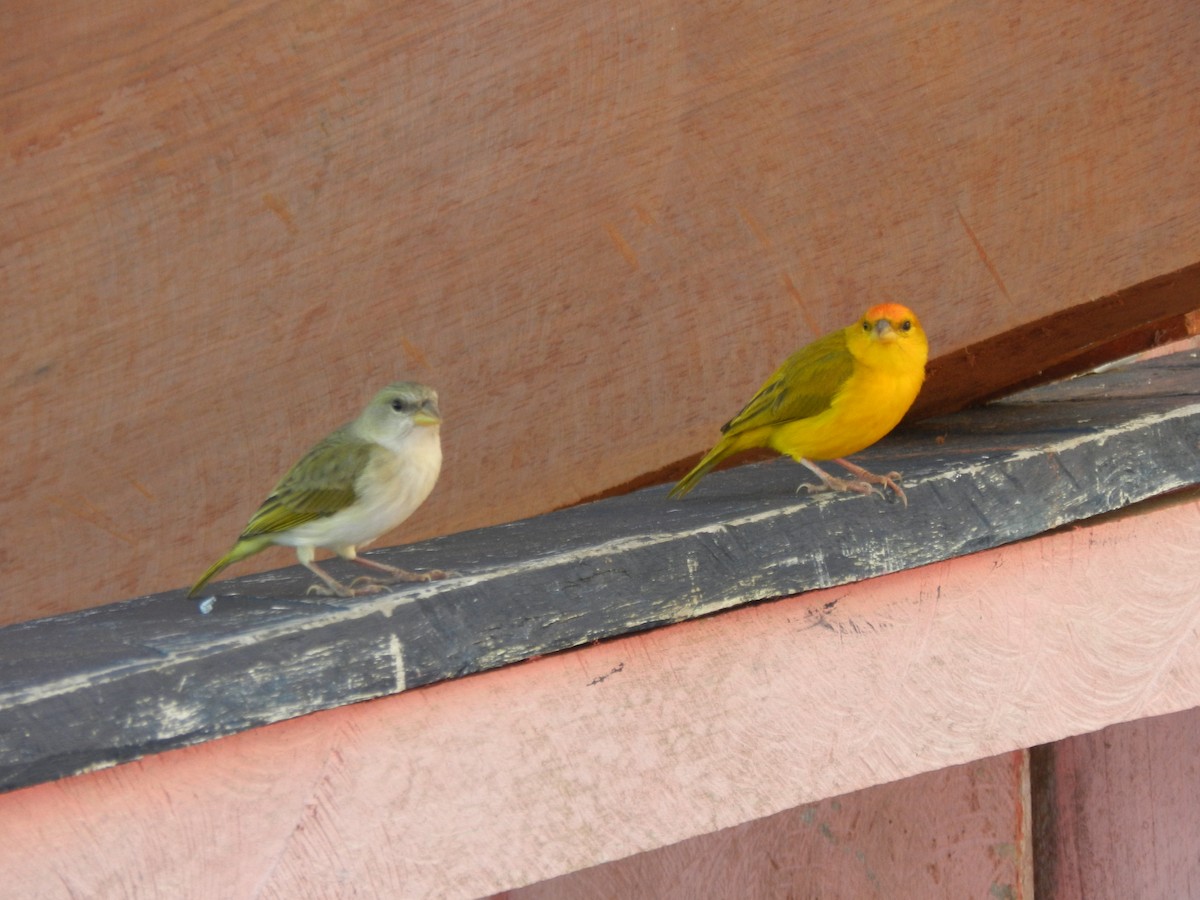 Orange-fronted Yellow-Finch - Felipe Aoyagui