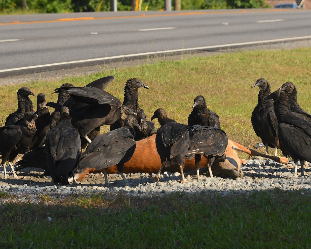 Black Vulture - ML596818341