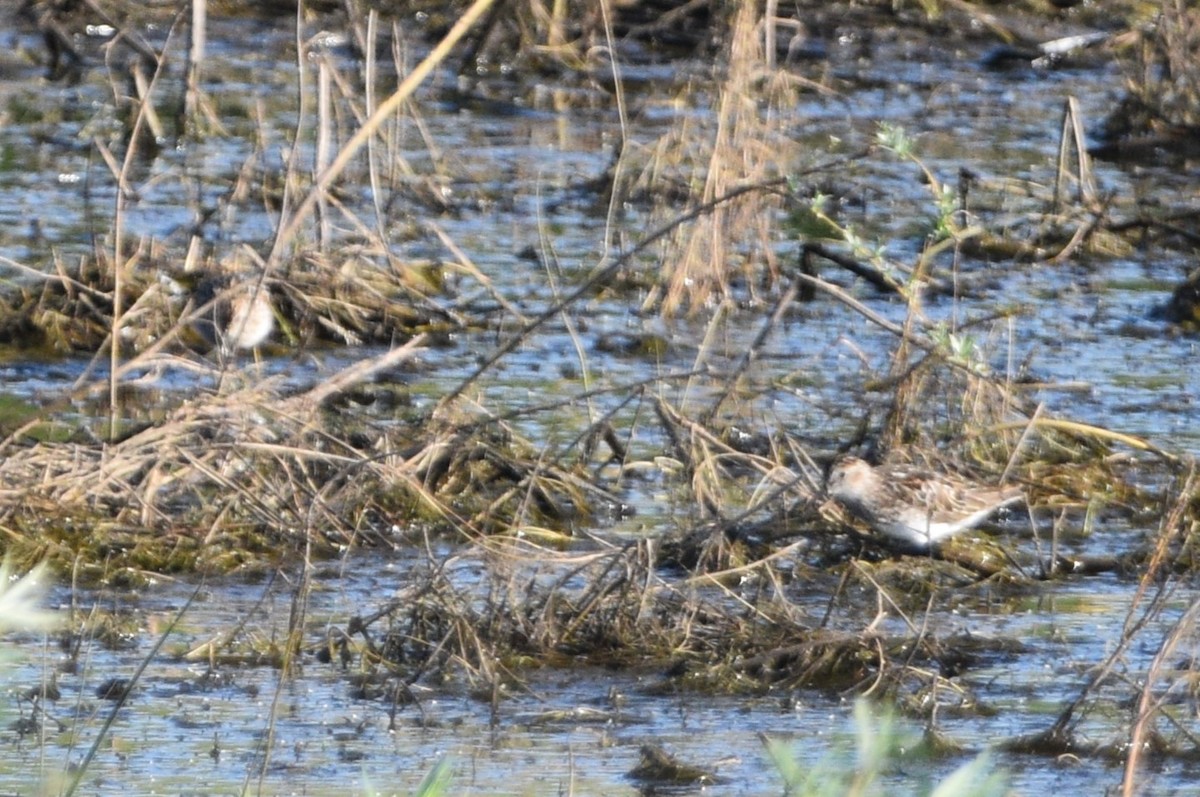 Least Sandpiper - Peter Olsoy