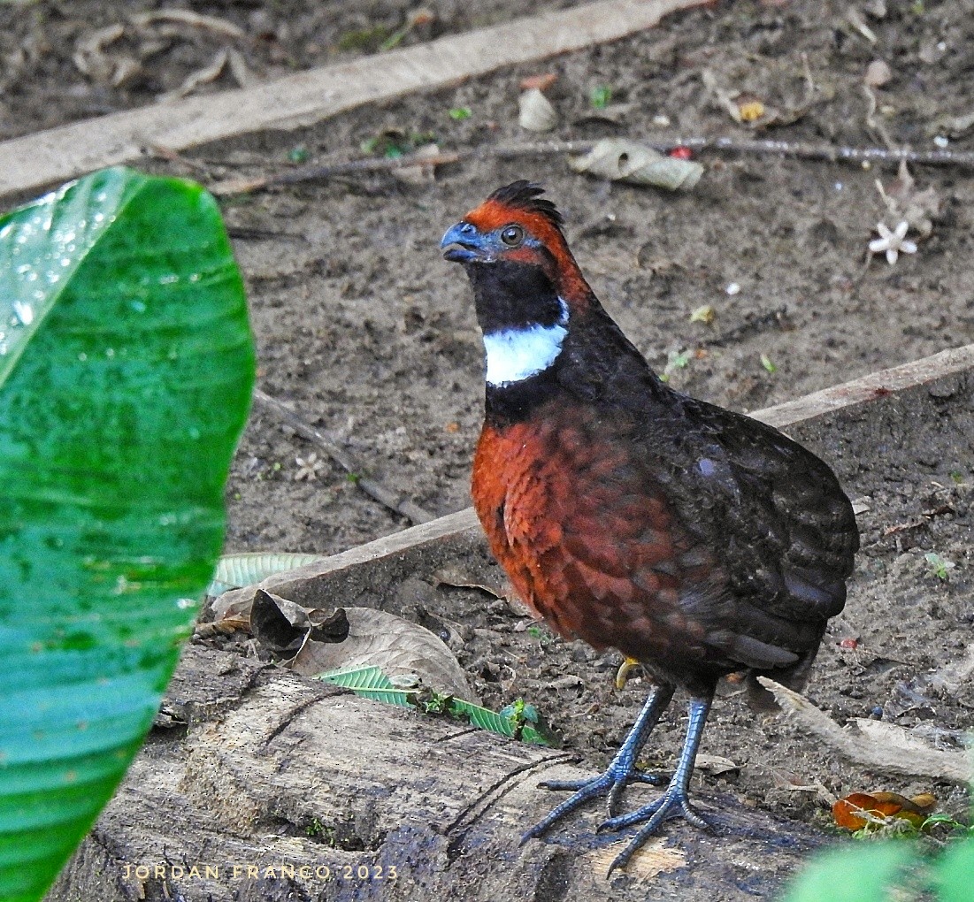 Rufous-fronted Wood-Quail - Jordan Franco