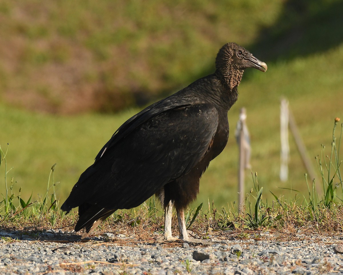 Black Vulture - ML596818581