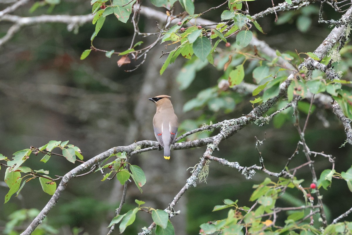 Cedar Waxwing - ML596819001