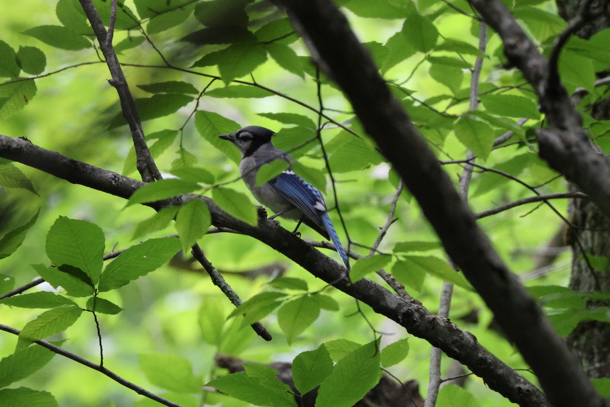 Blue Jay - ML596819301