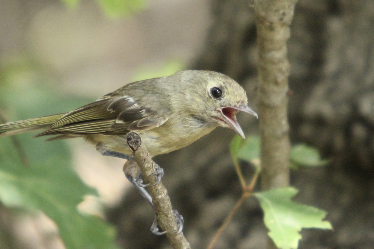 Hutton's Vireo - ML596819731