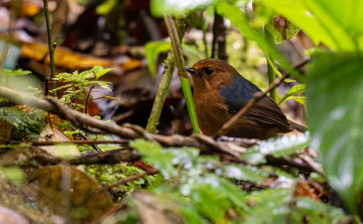 Bornean Shortwing - ML596820061