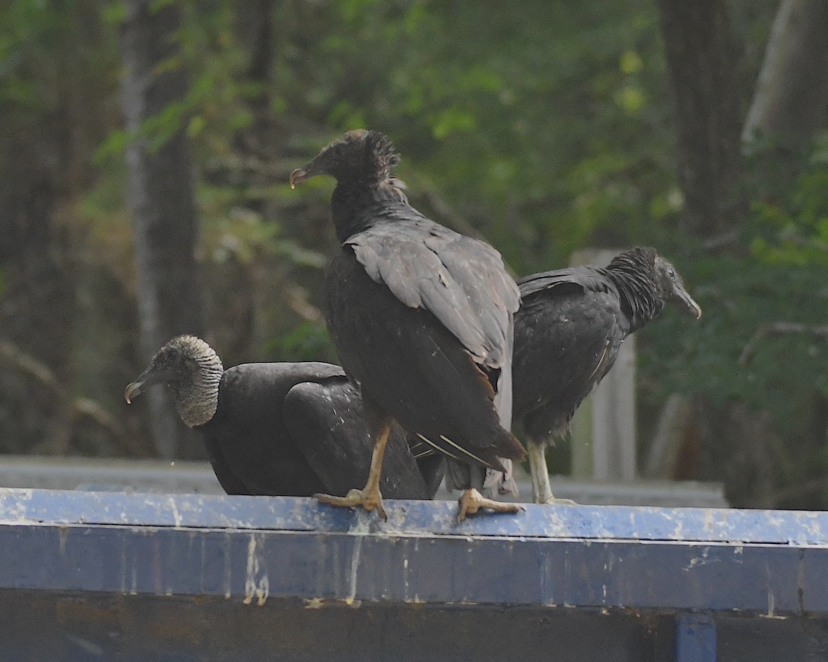Black Vulture - ML596822961