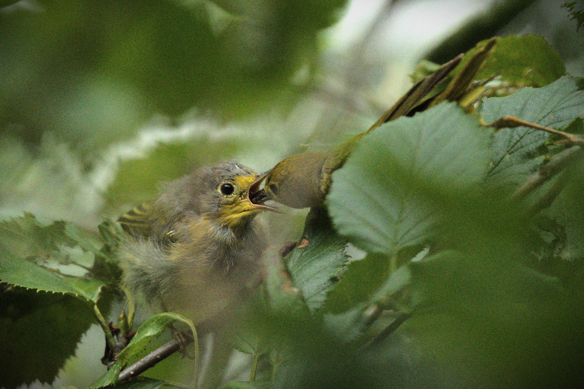 Yellow Warbler - Kelly Kirkpatrick