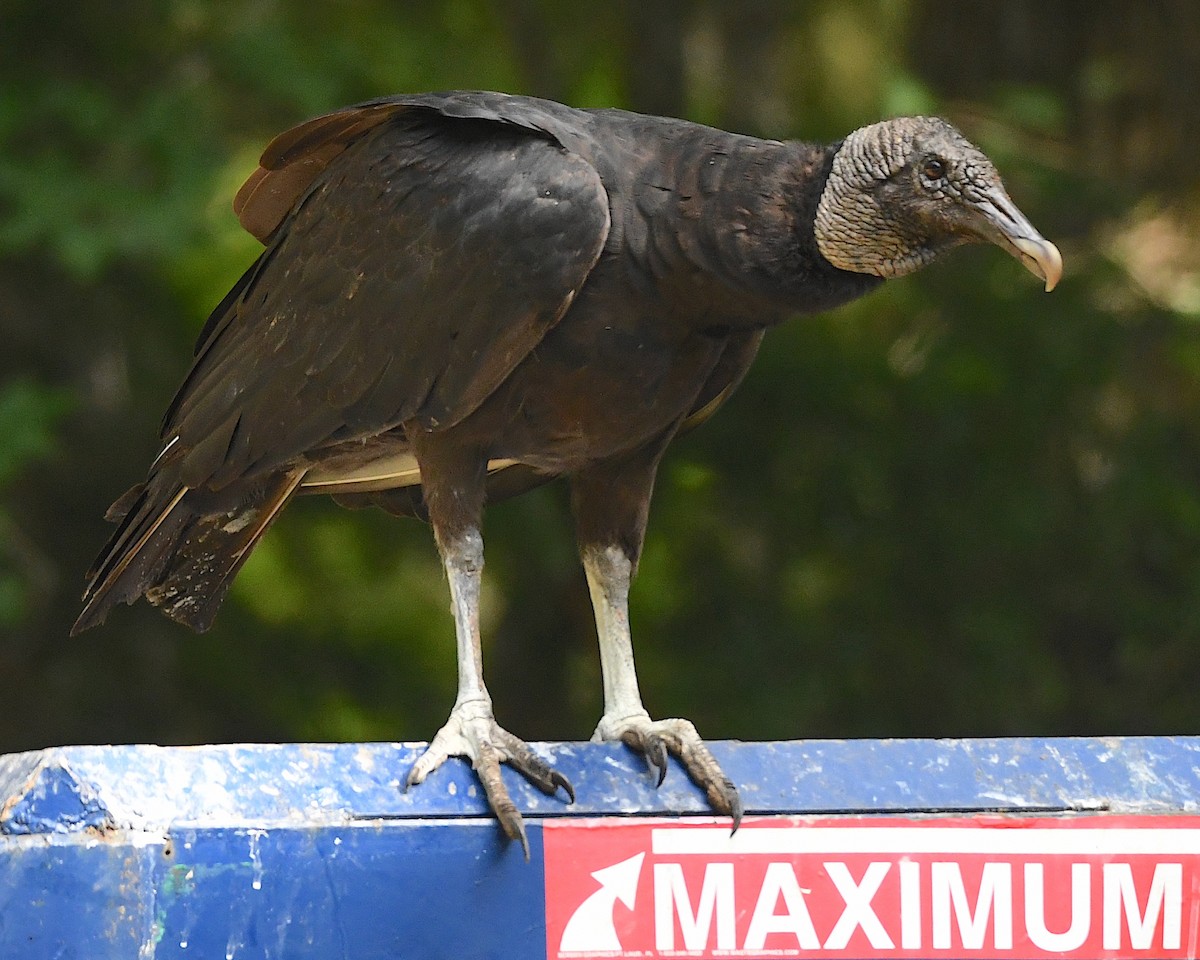 Black Vulture - ML596823341