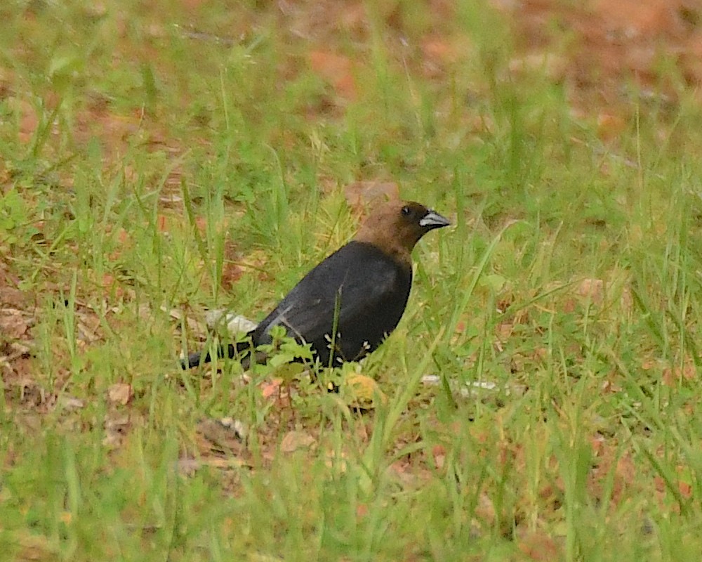 Brown-headed Cowbird - ML596823881