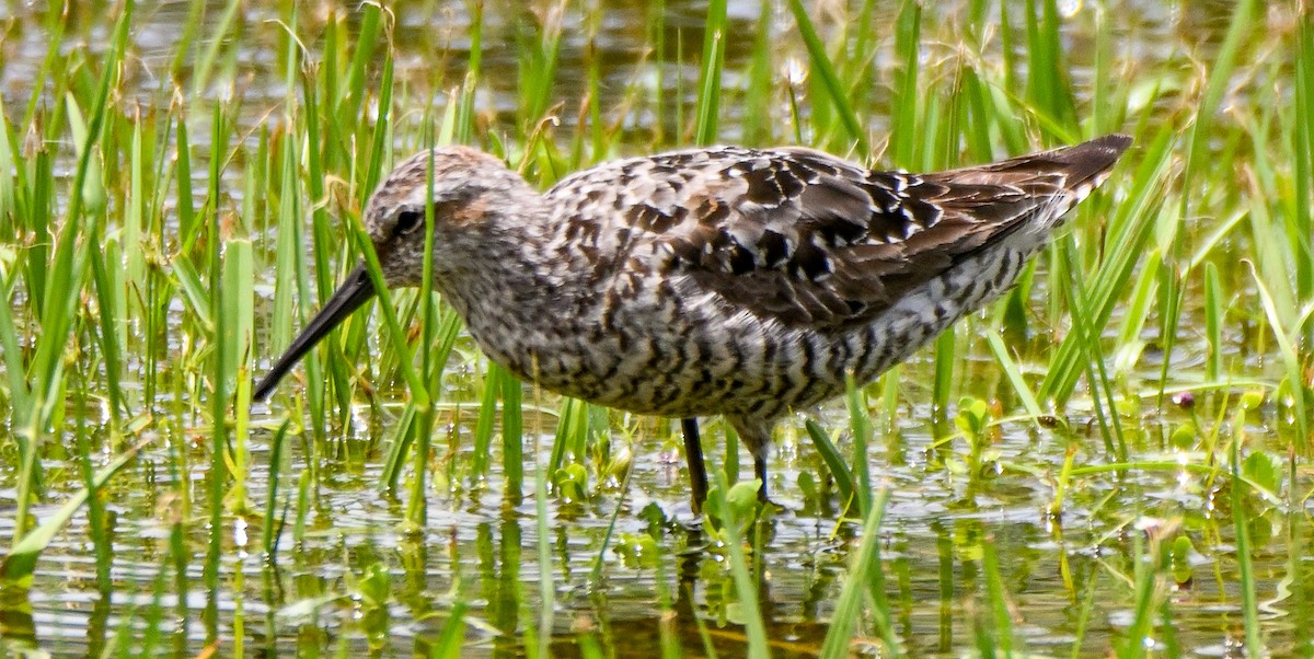 Stilt Sandpiper - ML596825351